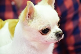 Salon National des Animaux de Compagnie (SNAQ) à Québec