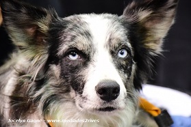 Salon National des Animaux de Compagnie (SNAQ) à Québec