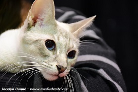 Salon National des Animaux de Compagnie (SNAQ) à Québec