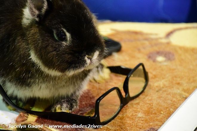 Salon National des Animaux de Compagnie (SNAQ) à Québec